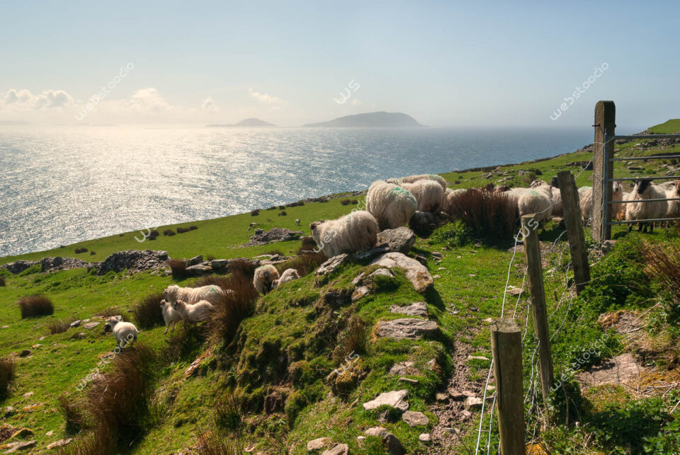 webstoodio | Zdjęcia krajobrazowe | Pastwiska z widokiem na Atlantyk na wzgórzach Dingle, Irlandia